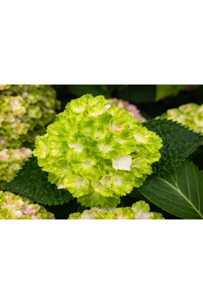 Гортензія Рембрандт Вібрант Верде